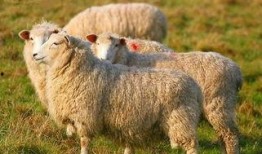 羊了个羊最新娱乐爆料,网友热议不断！